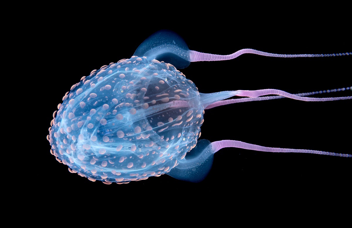 Box jelly off the coast of Florida at a depth of about 30 to 40 feet.